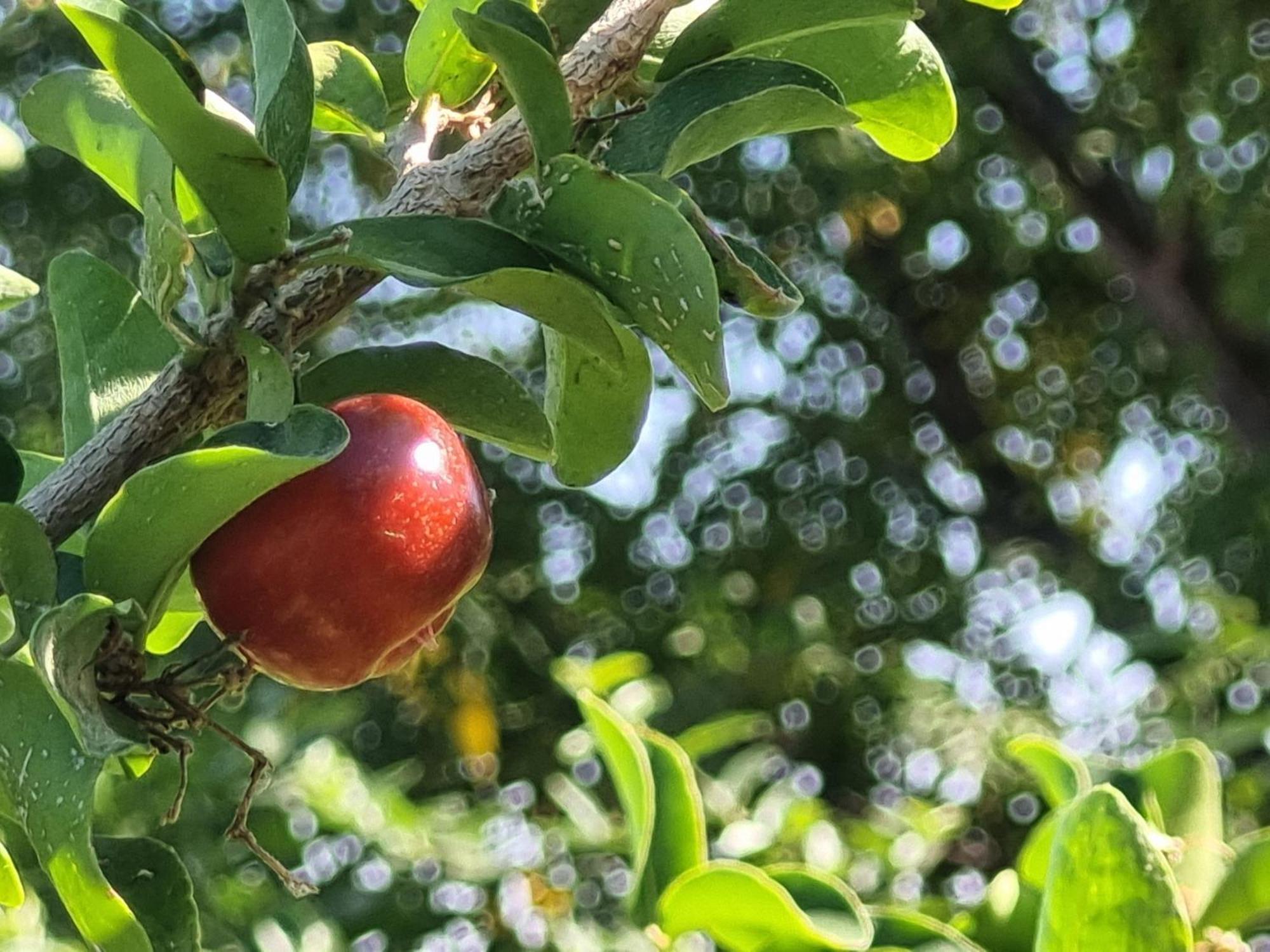 הדום שבהר, אירוח בחווה אקולוגית Дом отдыха *